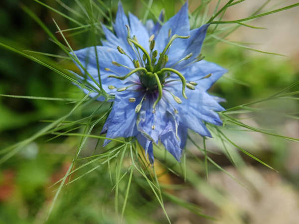 Kerti katicavirág (Nigella sativa) kék virága.