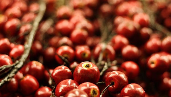 Camu camu piros bogyótermése.