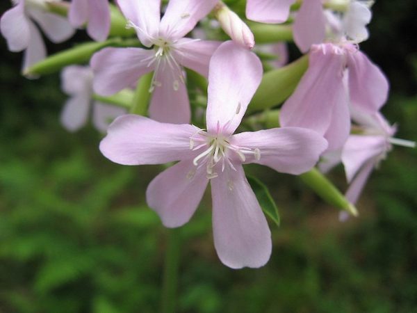 Az orvosi szappanfű (Saponaria officinalis) virágai fehérek vagy fehéres-rózsaszínűek, amelyek bogas fürtöt alkotnak és nagyon illatosak.