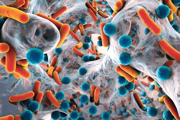Bélrendszerben lévő különféle baktériumok (a jó baktérium a képen kék gömbökkel jelölve).