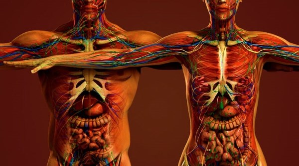 Anatómiai ábra a férfi és női testről.