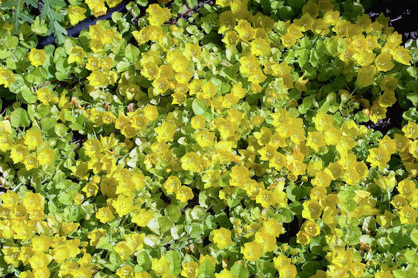 Pénzlevelű lizinka ((Lysimachia nummularia) apró sárga virágai.