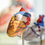 Mi okozhat szívbetegségeket és szívinfarktust?