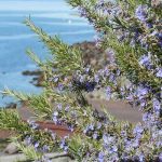 A Földközi-tenger csodás gyógynövénye: rozmaring