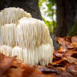 A gombákban lakozó erő az emberre is hatással van