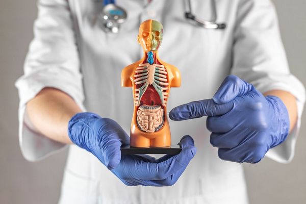 Egy fehér köpenyes orvos kék gumikesztyűben egy műanyag emberi testre, bélrendszerre mutat.
