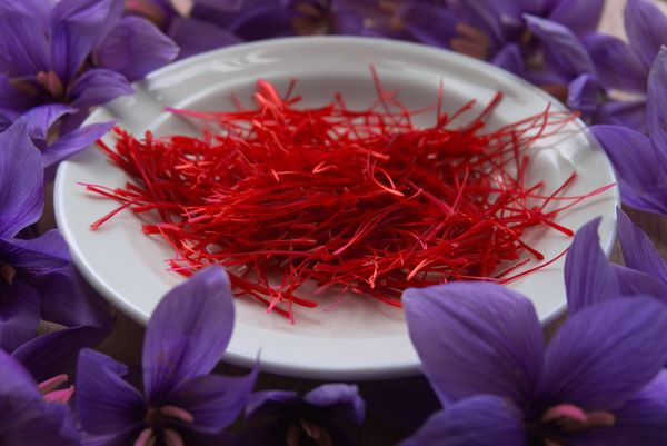 Fehér tányérban sáfrány, körülvéve a krókusz lila virágaival