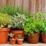 Gyógynövények a kiskertünkben – zsálya, kapor, bazsalikom, petrezselyem
