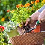 A stresszcsökkentő kertészkedés