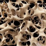 3D-s illusztráció: csontszövet.