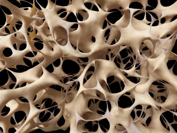 3D-s illusztráció: csontszövet.