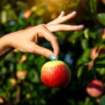 Női kéz két ujjal tart egy almát, a háttérben almafák.