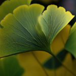 Ginkgo biloba levelek közelről fotózva.
