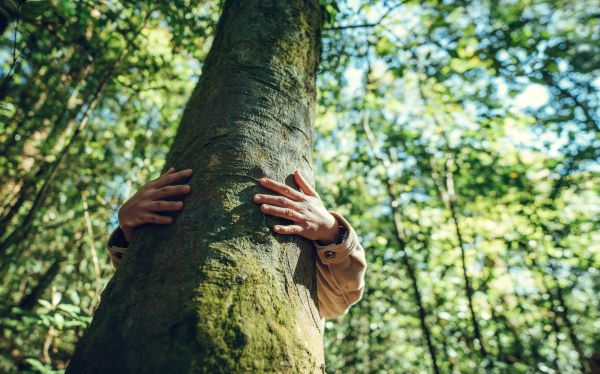 Erdőben valaki egy fát ölel, csak a kezei látszanak.