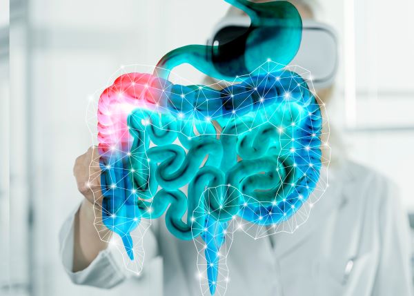 Hologramos ábra az emberi emésztőrendszerről, a vastagbél egy része piros színnel.