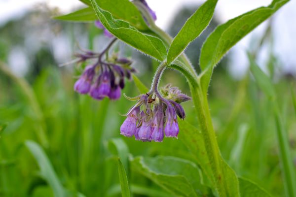 Közeli fotó a természetben lévő fekete nadálytőről, lila virágokkal.