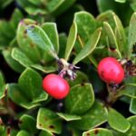 Közeli fotó medveszőlőbokorról, rajta két piros bogyóval.