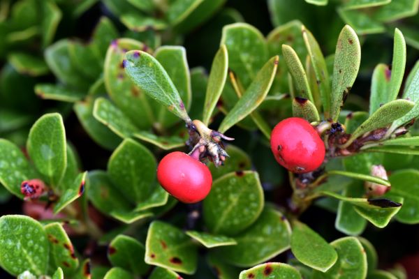 Közeli fotó medveszőlőbokorról, rajta két piros bogyóval.