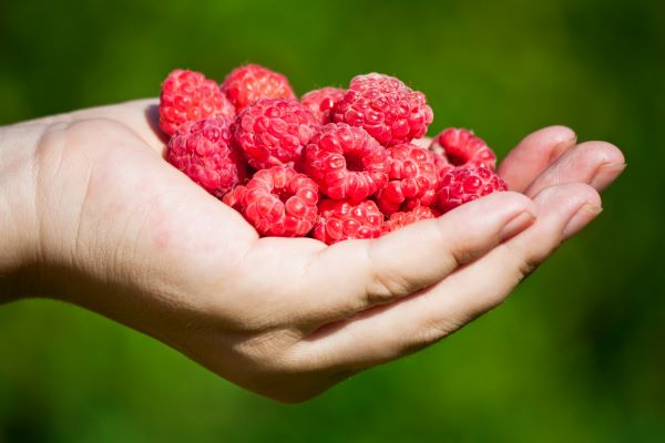 Valaki a tenyerében tart egy kupac málnát.