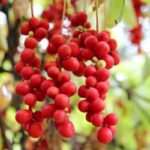 Schisandra bogyó lóg fürtökben a kertben.