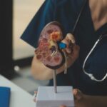 Doktornő egy 3D modellen mutatja be a vese működését.