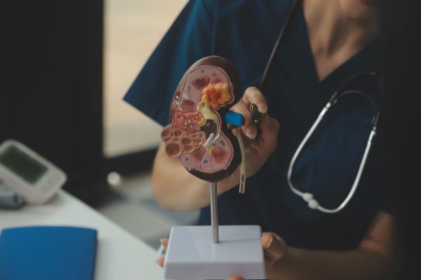 Doktornő egy 3D modellen mutatja be a vese működését.